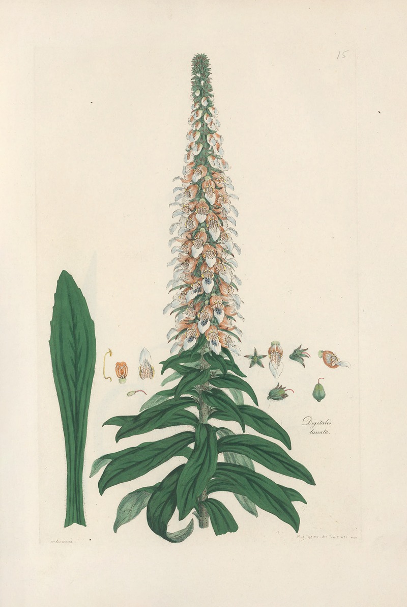 Digitalium monographia Pl.15 by John Lindley, 1821 — digital art print download