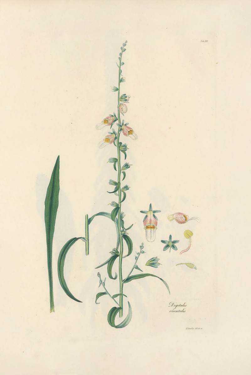 Digitalium monographia Pl.16 by John Lindley, 1821 — digital art print download