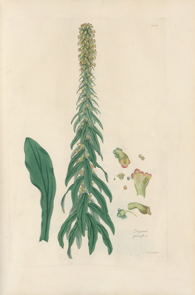 Digitalium monographia Pl.17 by John Lindley, 1821 — digital art print download