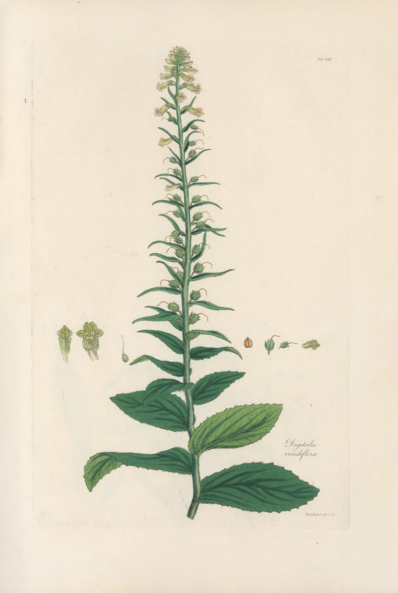 Digitalium monographia Pl.18 by John Lindley, 1821 — digital art print download