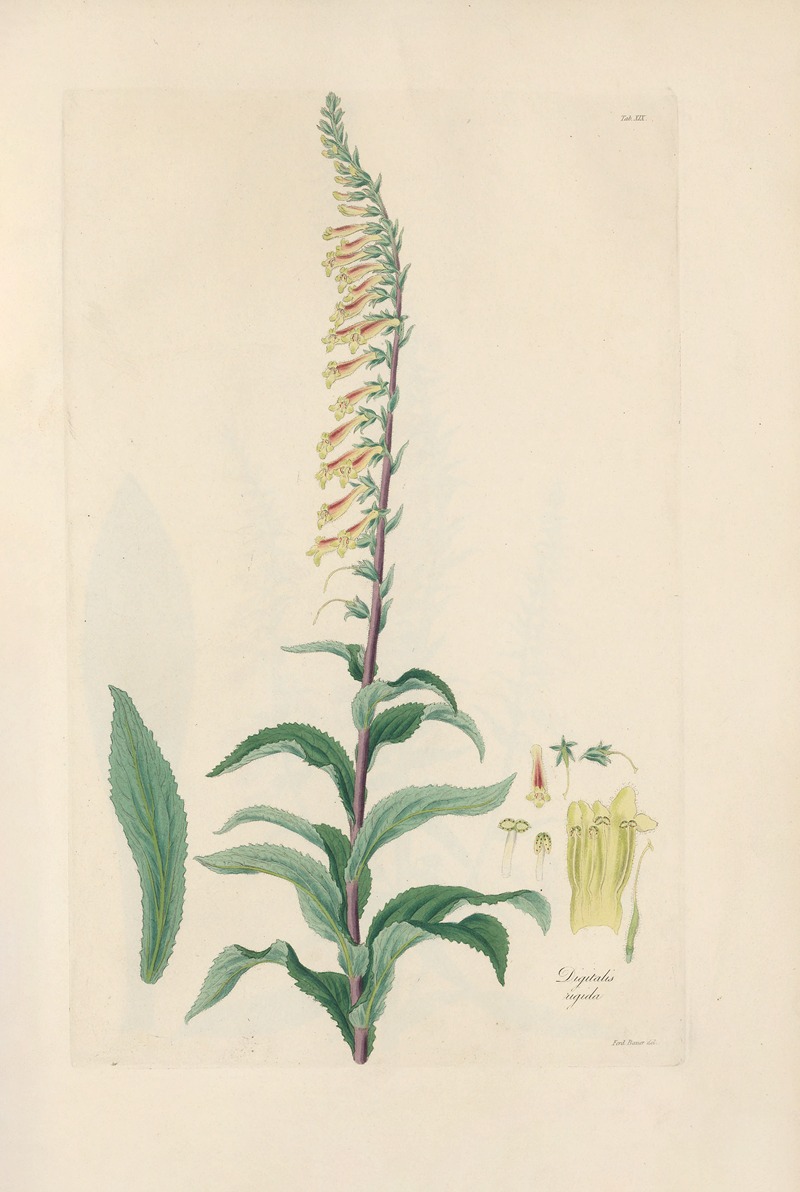 Digitalium monographia Pl.19 by John Lindley, 1821 — digital art print download