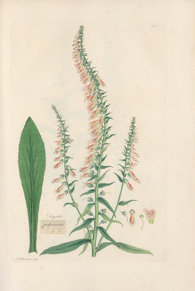 Digitalium monographia Pl.20 by John Lindley, 1821 — digital art print download