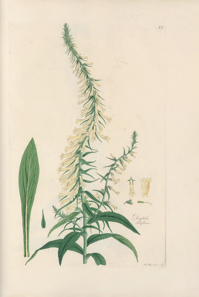 Digitalium monographia Pl.22 by John Lindley, 1821 — digital art print download