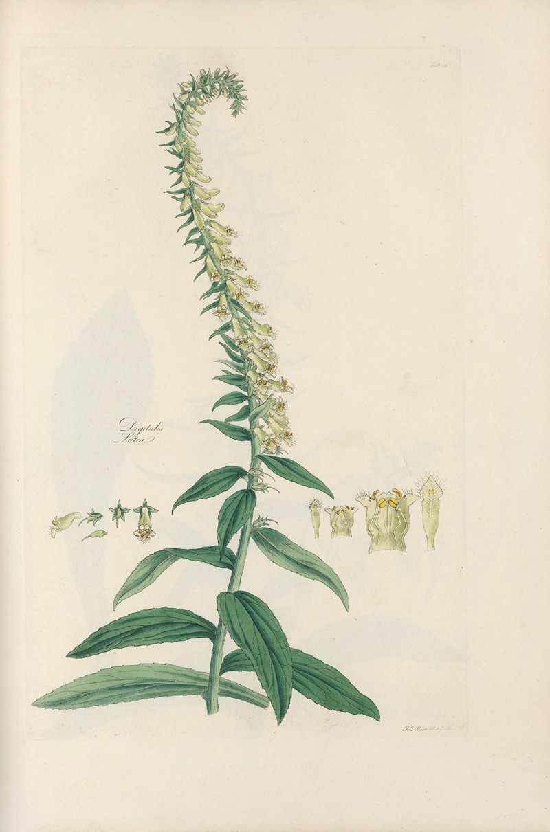 Digitalium monographia Pl.23 by John Lindley, 1821 — digital art print download