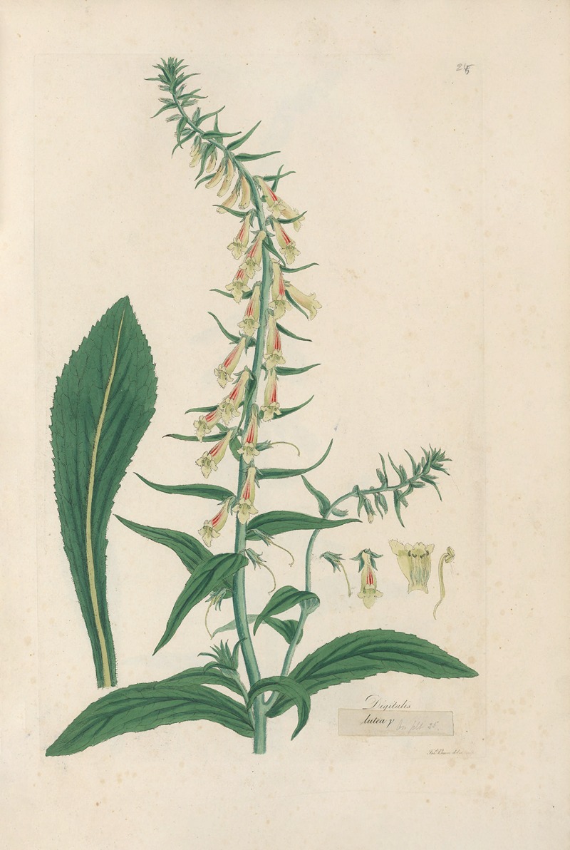 Digitalium monographia Pl.24 by John Lindley, 1821 — digital art print download