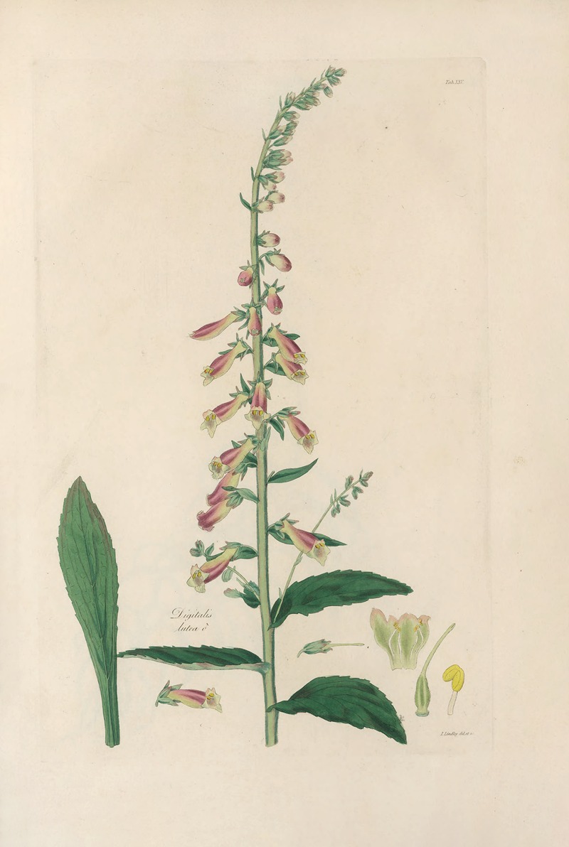 Digitalium monographia Pl.25 by John Lindley, 1821 — digital art print download
