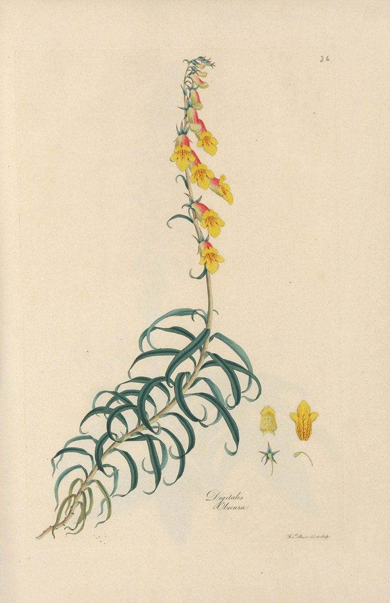 Digitalium monographia Pl.26 by John Lindley, 1821 — digital art print download
