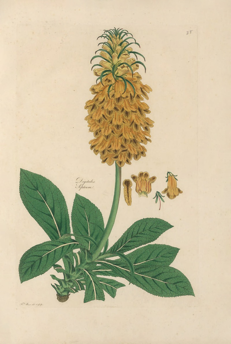 Digitalium monographia Pl.28 by John Lindley, 1821 — digital art print download