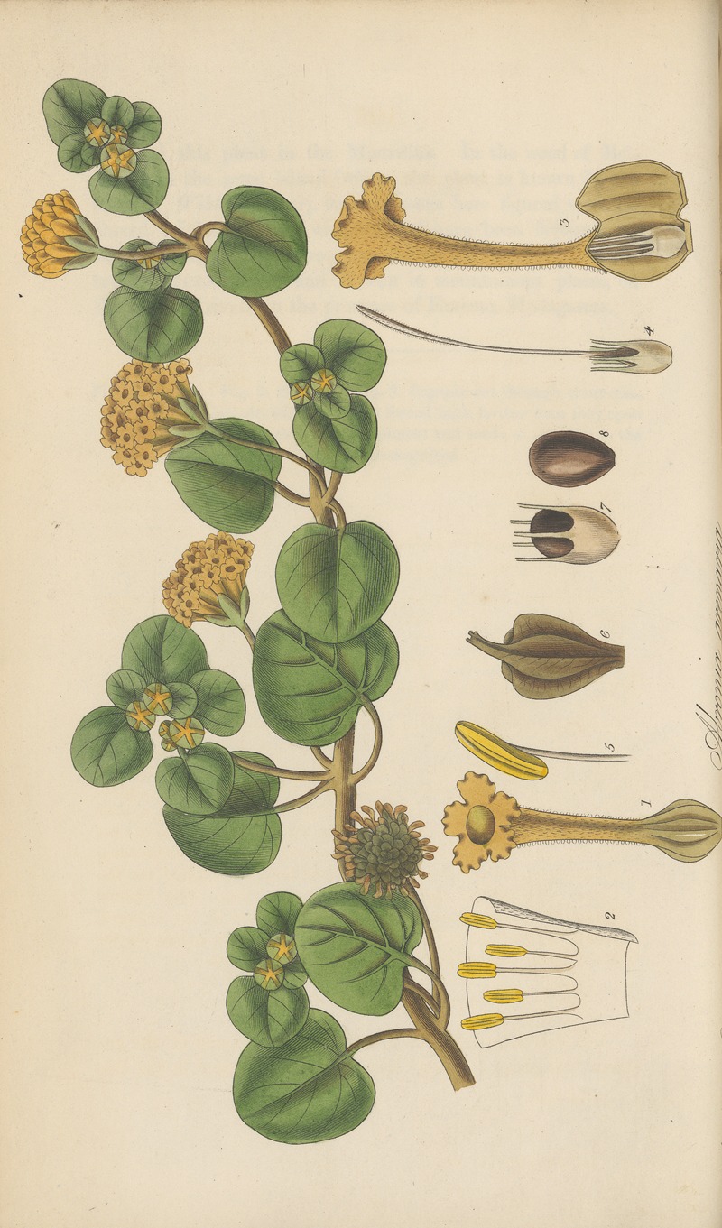 Abronia arenaria by William Jackson Hooker, 1823 — digital art print download