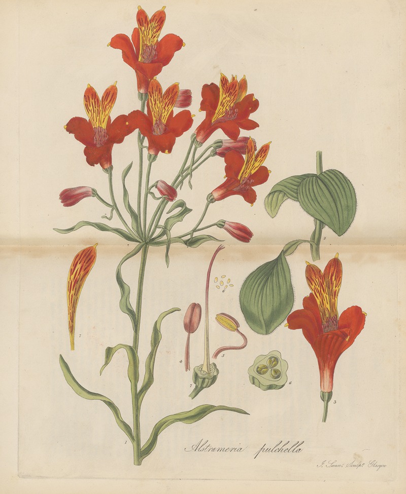 Alstroemeria pulchella by William Jackson Hooker, 1823 — digital art print download