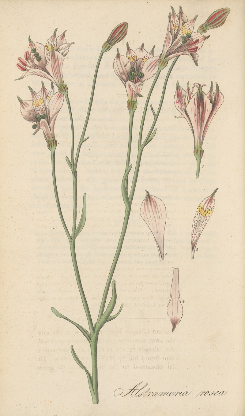 Alstroemeria rosea by William Jackson Hooker, 1823 — digital art print download
