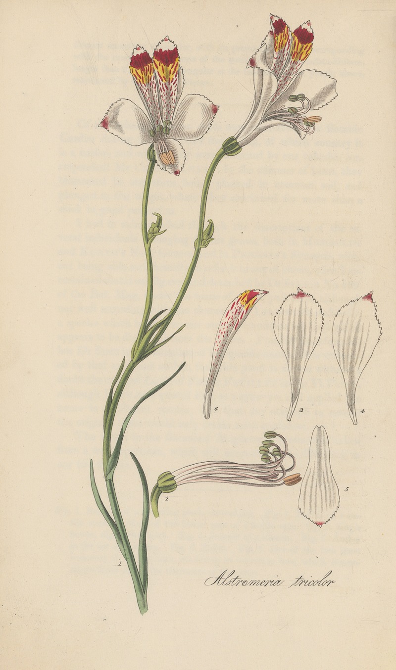 Alstroemeria tricolor by William Jackson Hooker, 1823 — digital art print download