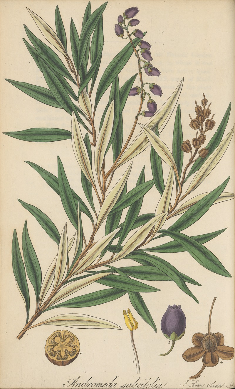 Andromeda salicifolia by William Jackson Hooker, 1823 — digital art print download
