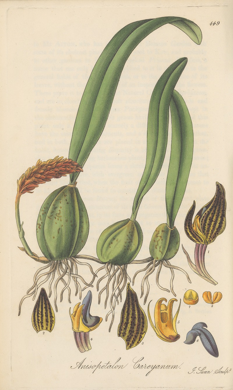 Anisopetalum Careyanum — William Jackson Hooker