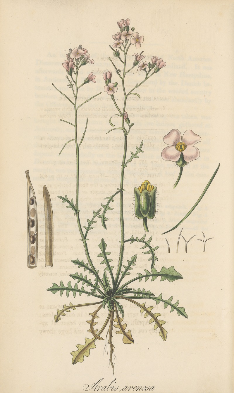 Arabis arenosa by William Jackson Hooker, 1823 — digital art print download