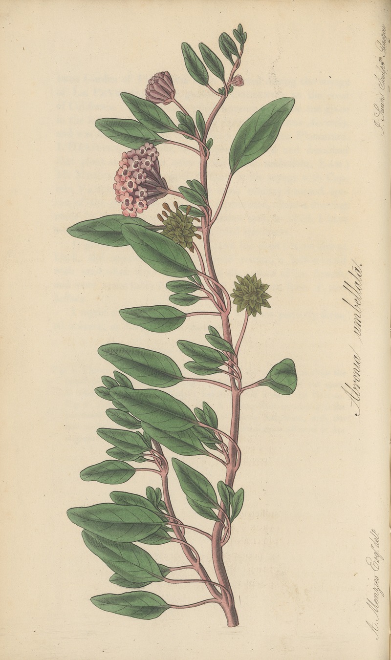 Arbronia umbellata by William Jackson Hooker, 1823 — digital art print download