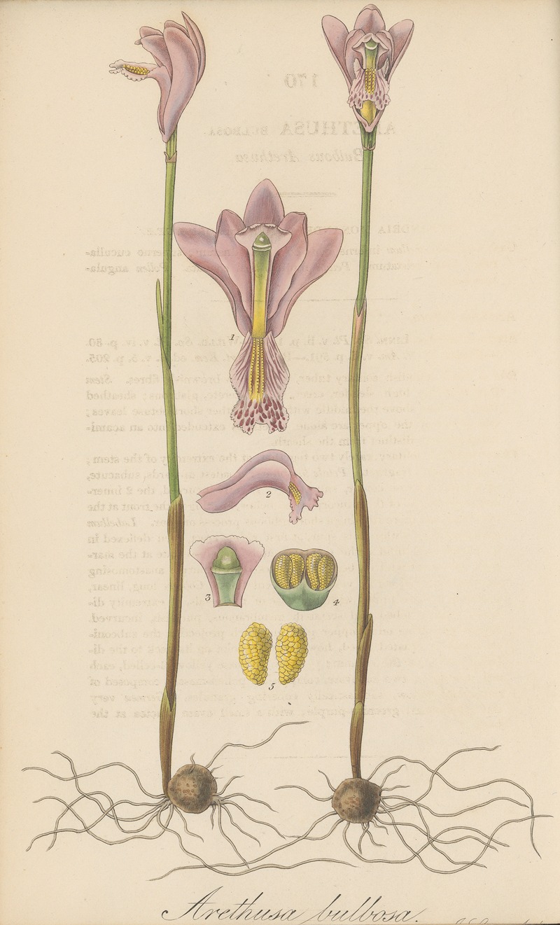 Arethusa bulbosa by William Jackson Hooker, 1823 — digital art print download