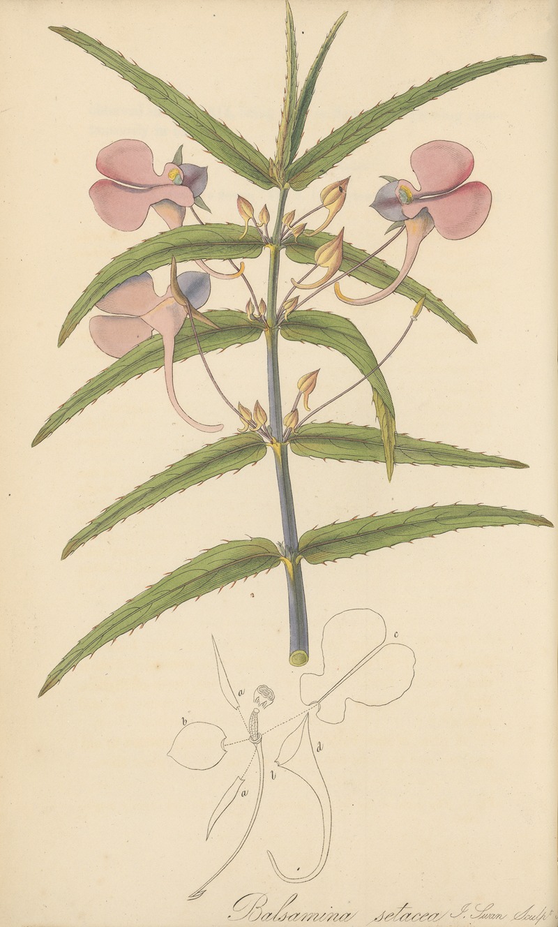 Balsamina setacea by William Jackson Hooker, 1823 — digital art print download