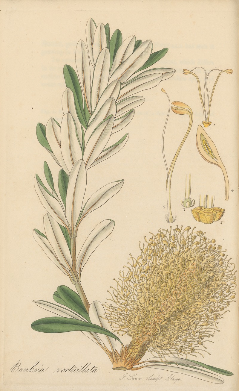 Banksia verticillata by William Jackson Hooker, 1823 — digital art print download