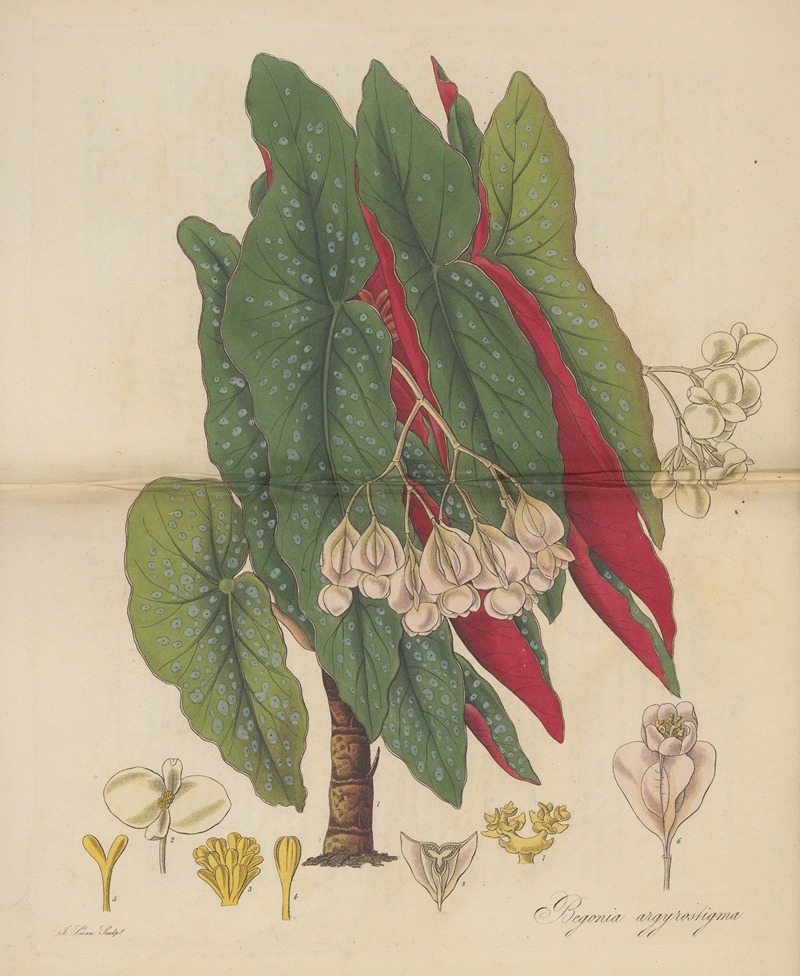Begonia argyrostigma by William Jackson Hooker, 1823 — digital art print download