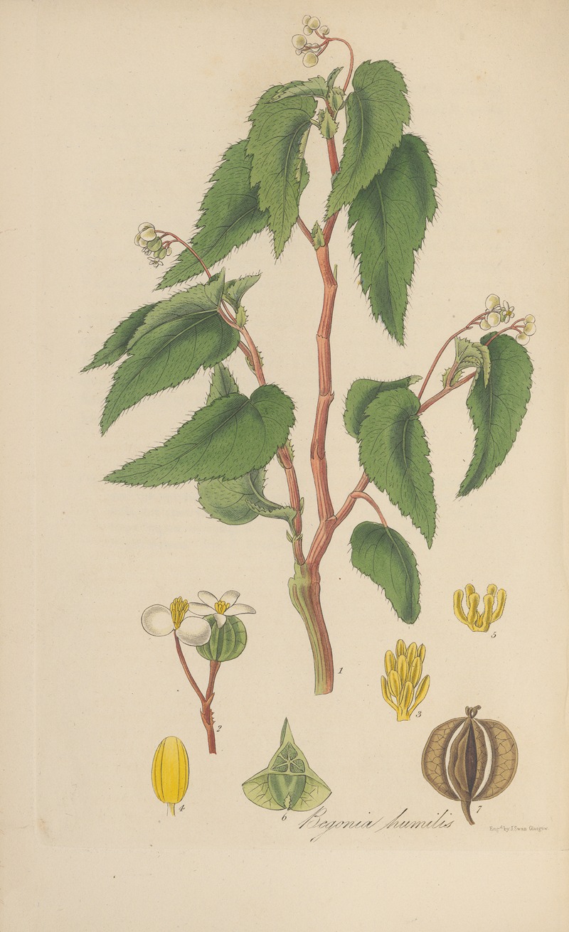 Begonia humilis by William Jackson Hooker, 1823 — digital art print download