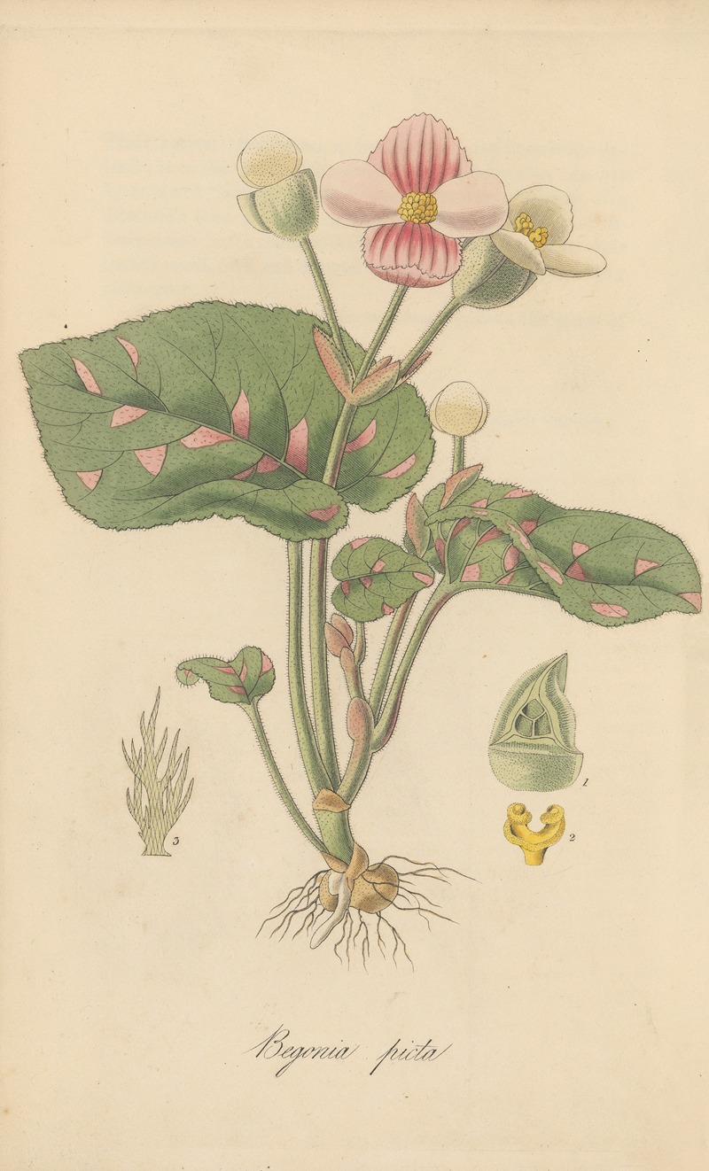Begonia picta by William Jackson Hooker, 1823 — digital art print download