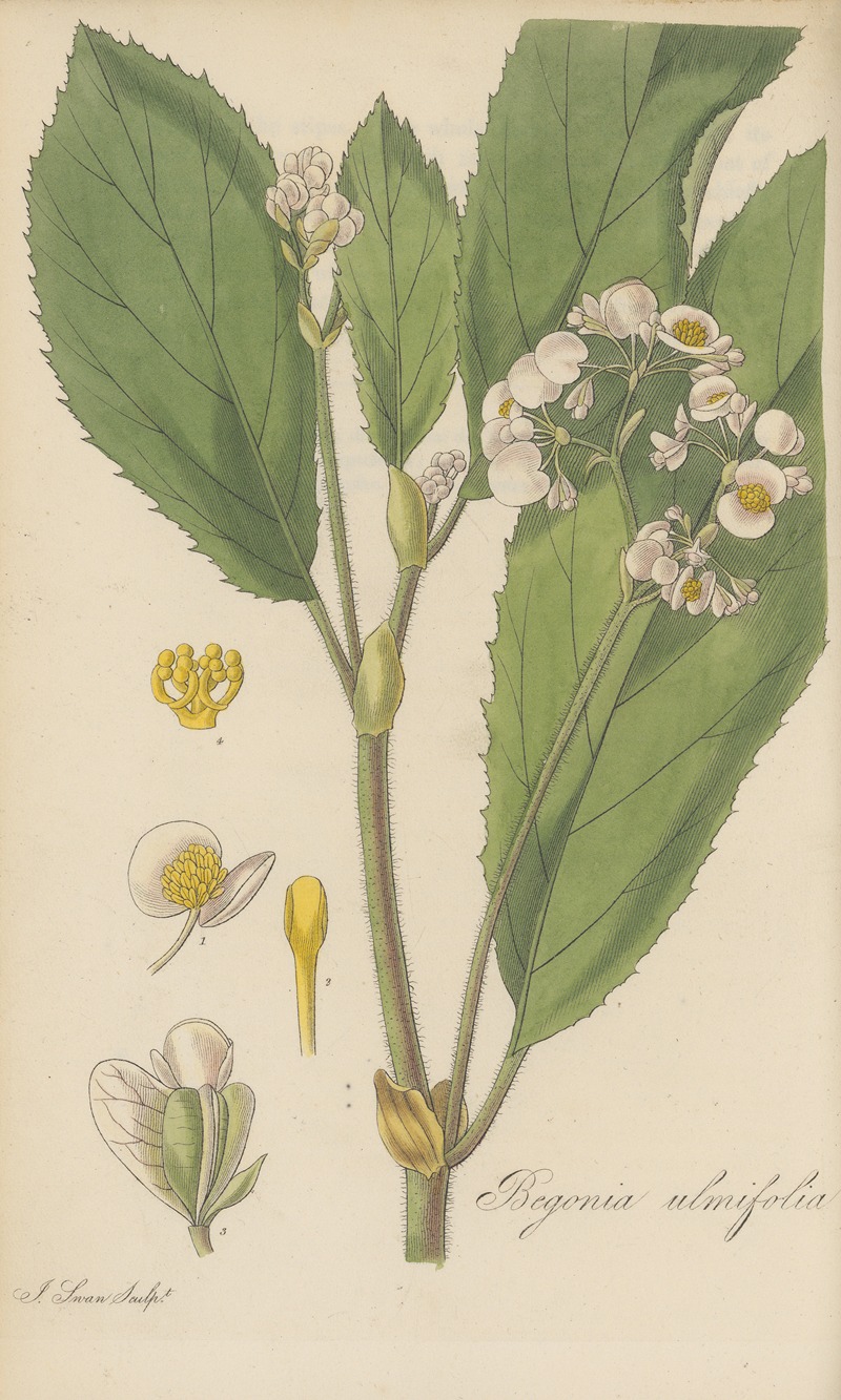 Begonia ulmifolia by William Jackson Hooker, 1823 — digital art print download