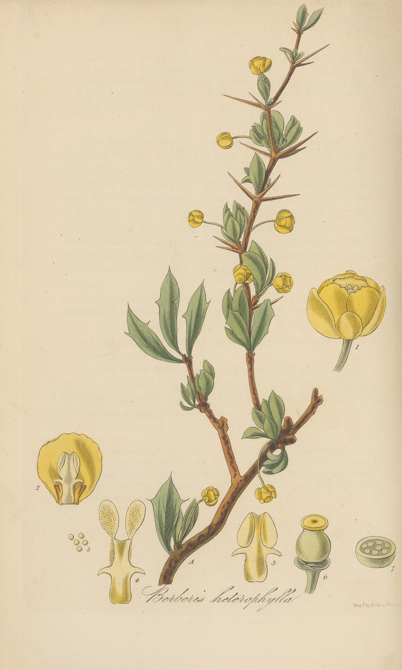 Berberis heterophylla by William Jackson Hooker, 1823 — digital art print download