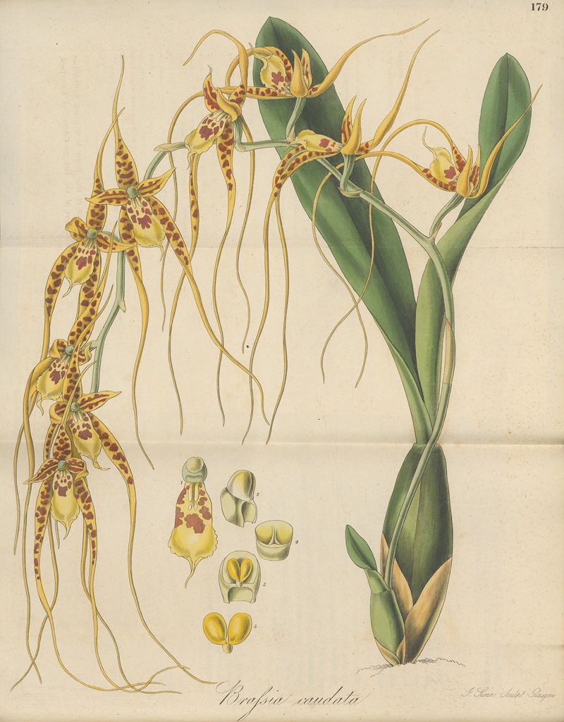 Brassia caudata by William Jackson Hooker, 1823 — digital art print download