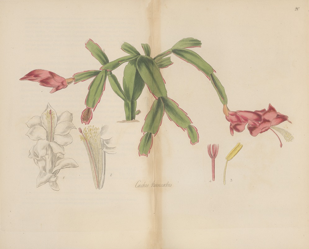 Cactus truncatus by William Jackson Hooker, 1823 — digital art print download