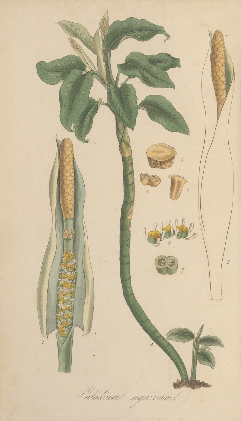 Caladium seguinum by William Jackson Hooker, 1823 — digital art print download