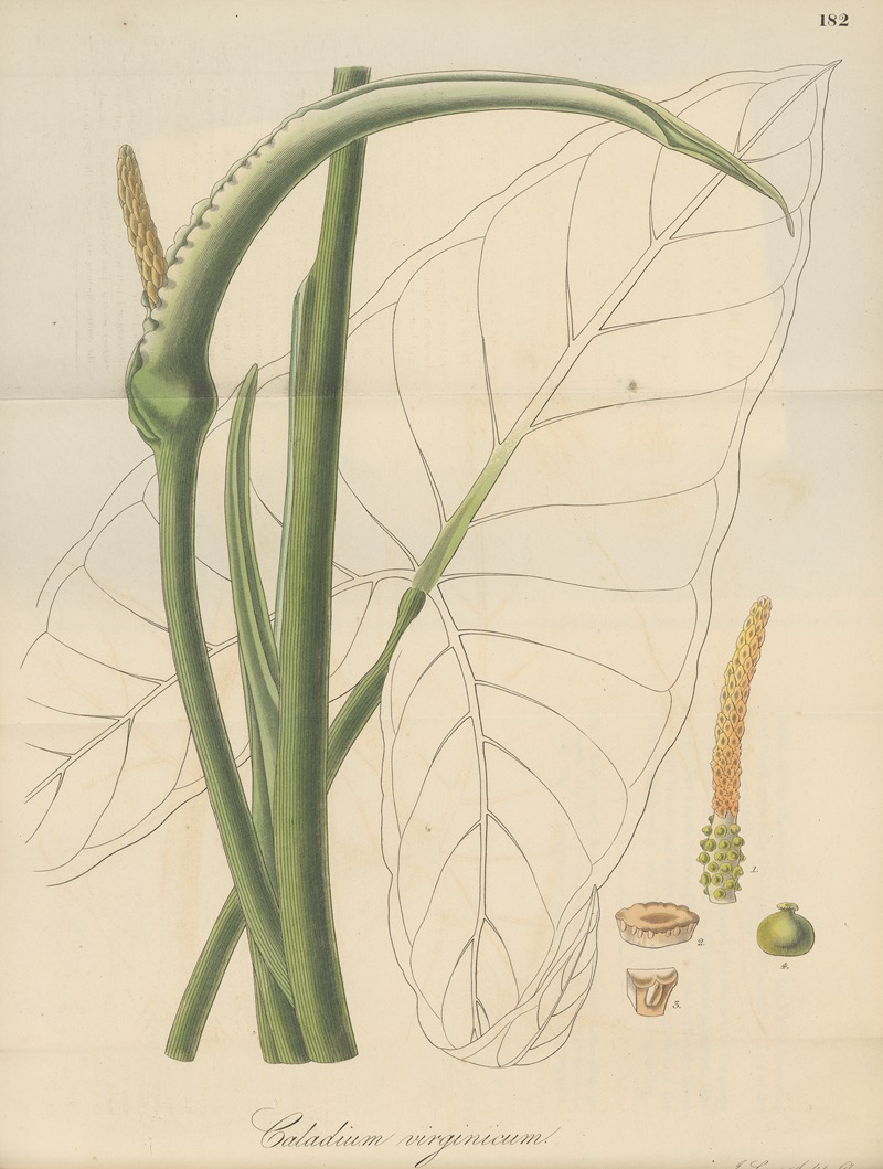 Caladium virginicum by William Jackson Hooker, 1823 — digital art print download