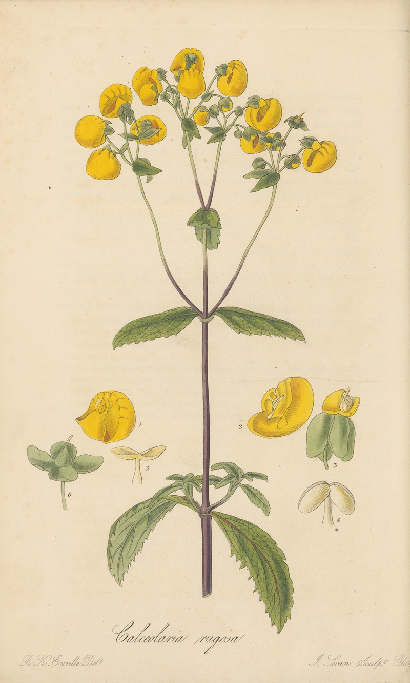 Calceolaria rugosa by William Jackson Hooker, 1823 — digital art print download