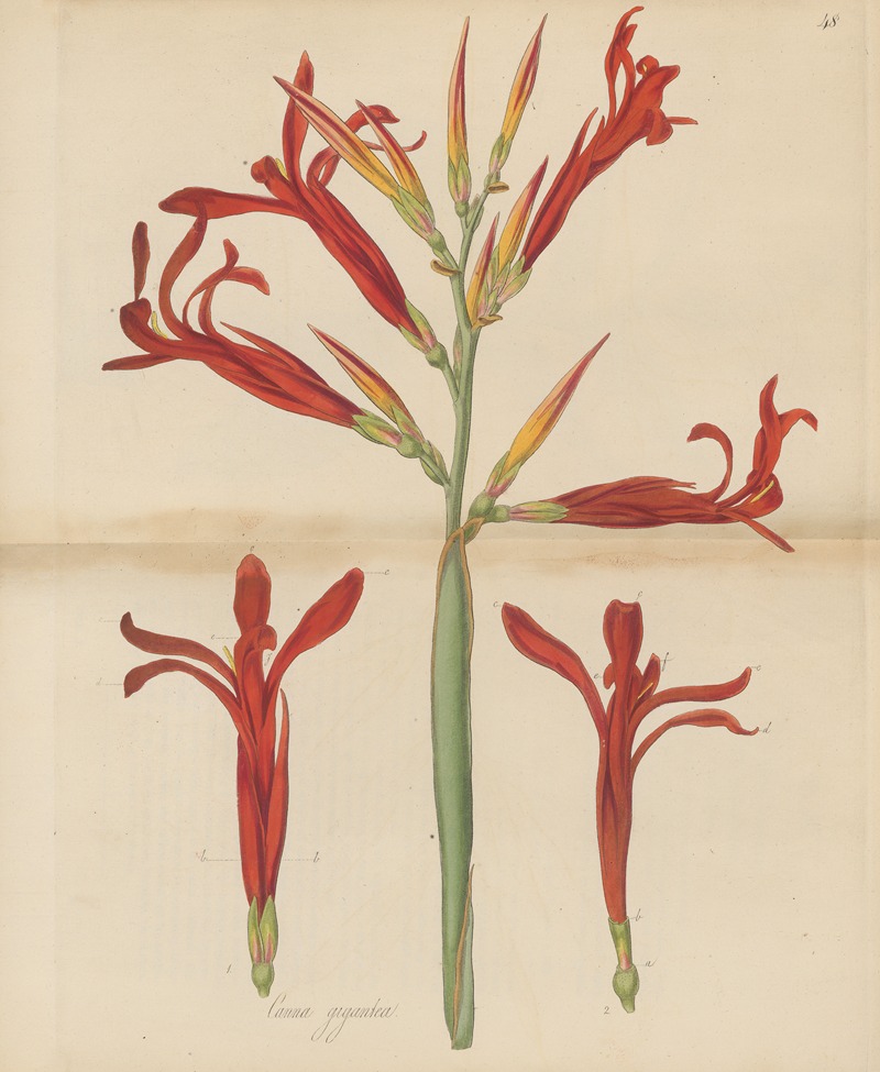 Canna gigantea. by William Jackson Hooker, 1823 — digital art print download