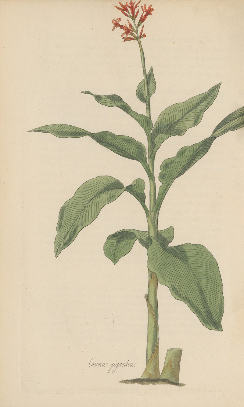 Canna gigantea by William Jackson Hooker, 1823 — digital art print download