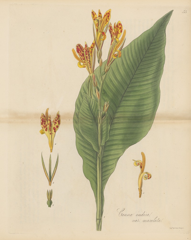 Canna indica var. maculata by William Jackson Hooker, 1823 — digital art print download