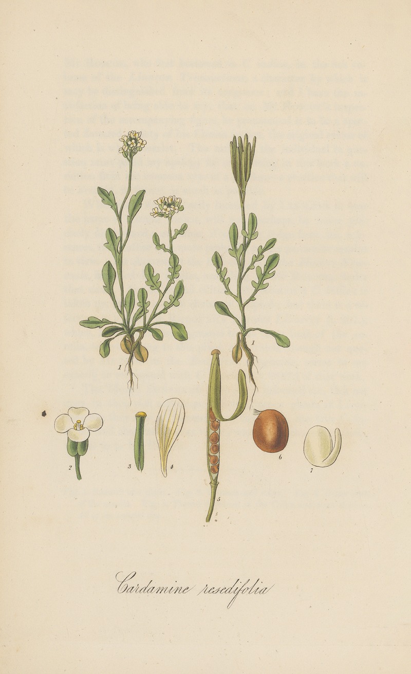 Cardamine resedifolia by William Jackson Hooker, 1823 — digital art print download