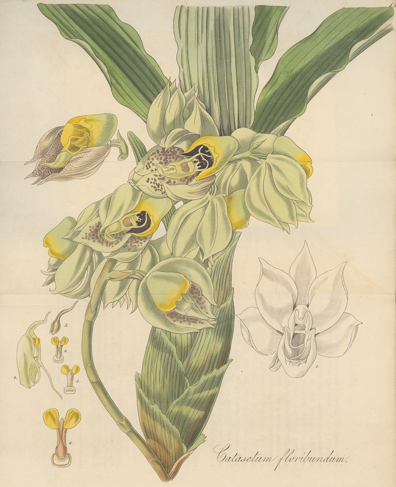 Catasetum Floribundum by William Jackson Hooker, 1823 — digital art print download