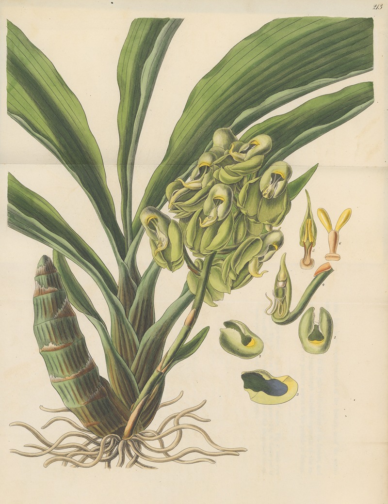 Catasetum semiapertum by William Jackson Hooker, 1823 — digital art print download