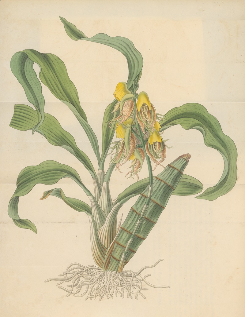 Catasetum tridentatum by William Jackson Hooker, 1823 — digital art print download