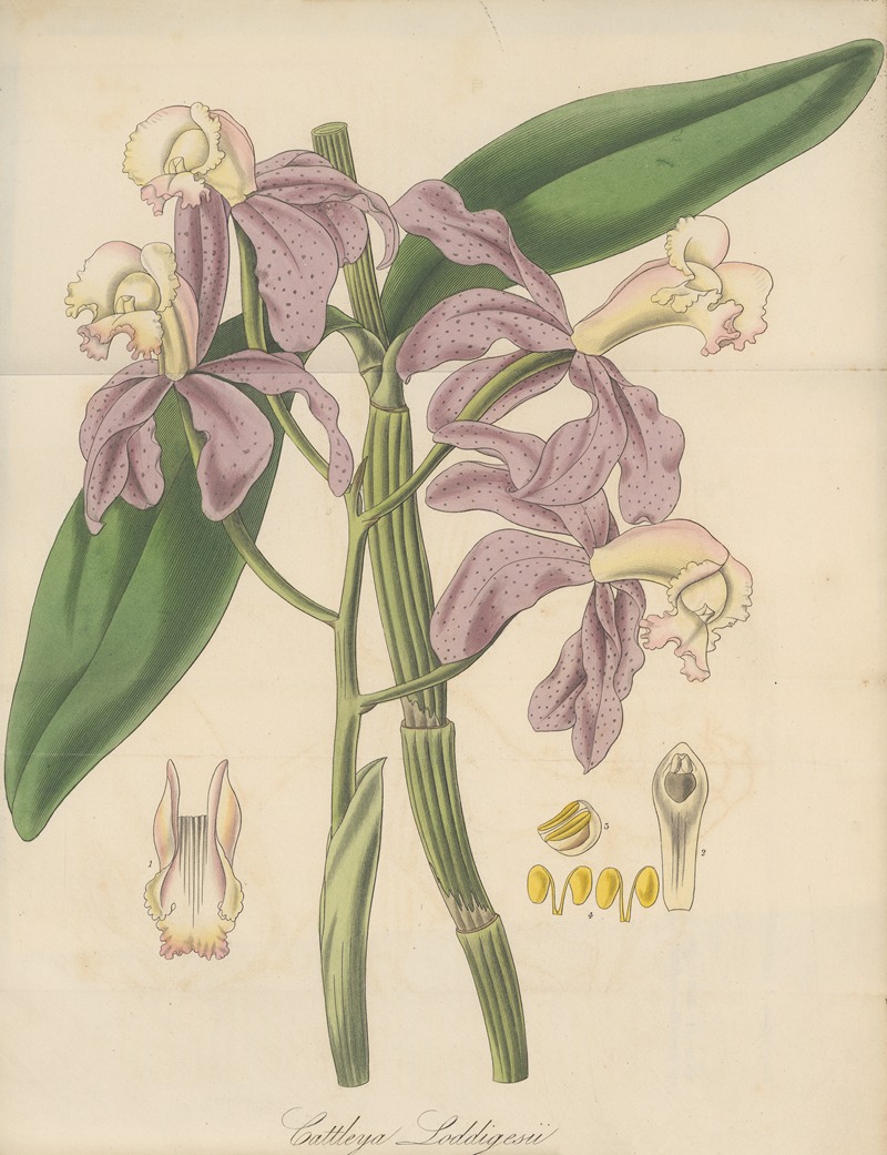 Cattleya Loddigesii by William Jackson Hooker, 1823 — digital art print download