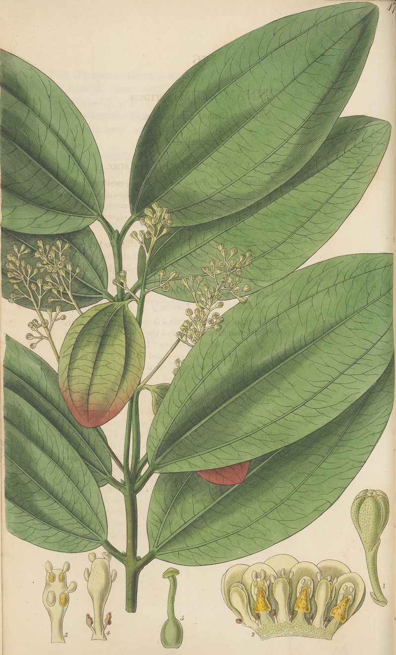 Cinnamomum nitidum by William Jackson Hooker, 1823 — digital art print download