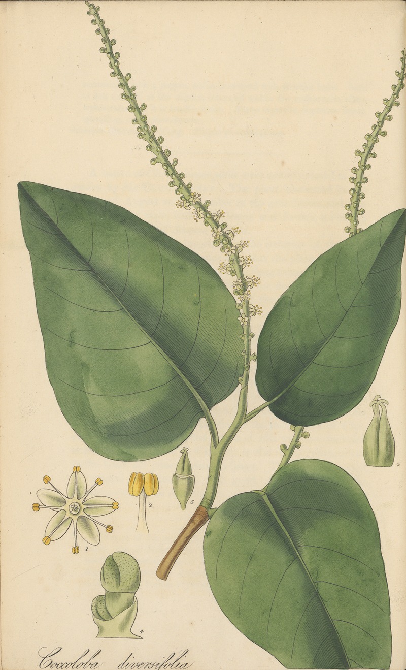 Coccoloba diversifolia by William Jackson Hooker, 1823 — digital art print download