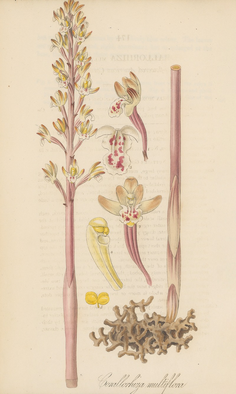 Corallorhiza multiflora by William Jackson Hooker, 1823 — digital art print download