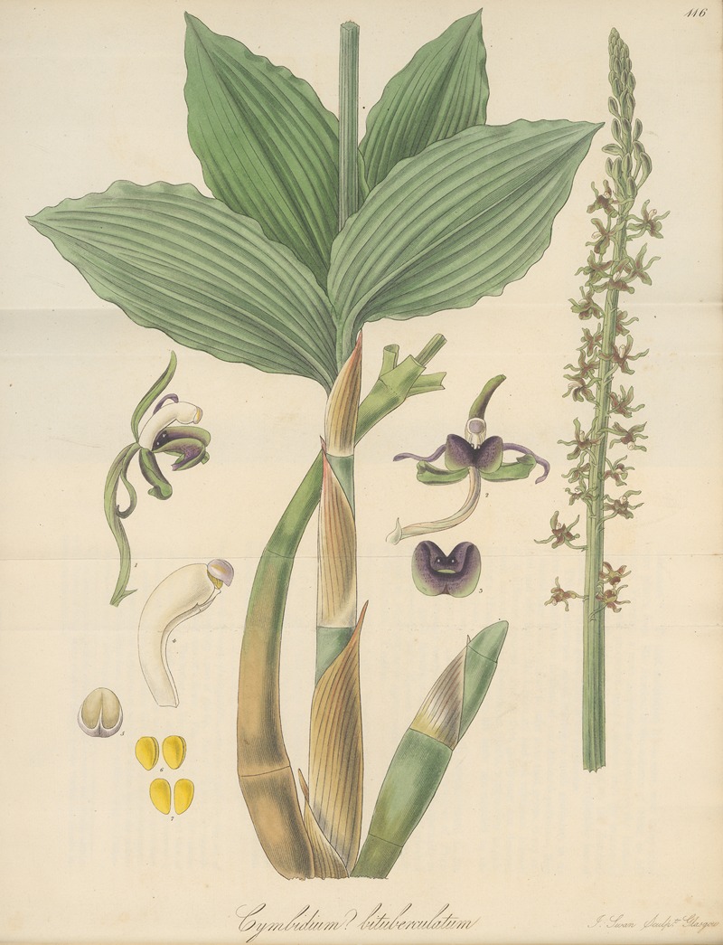 Cymbidium bituberculatum by William Jackson Hooker, 1823 — digital art print download
