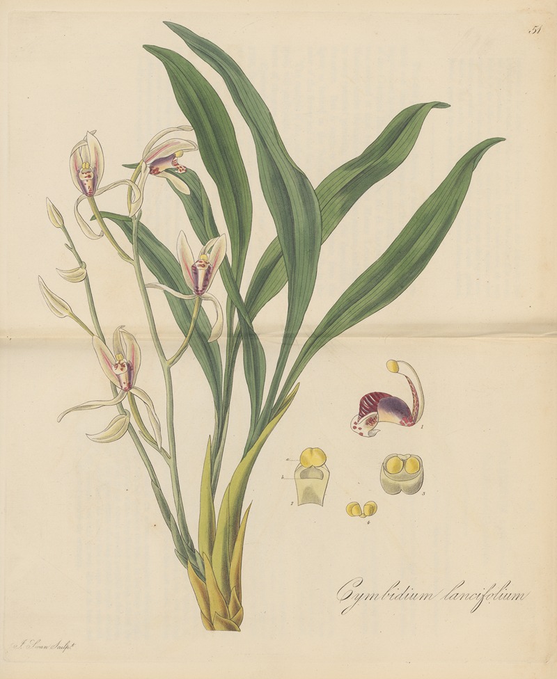 Cymbidium lancifolium by William Jackson Hooker, 1823 — digital art print download