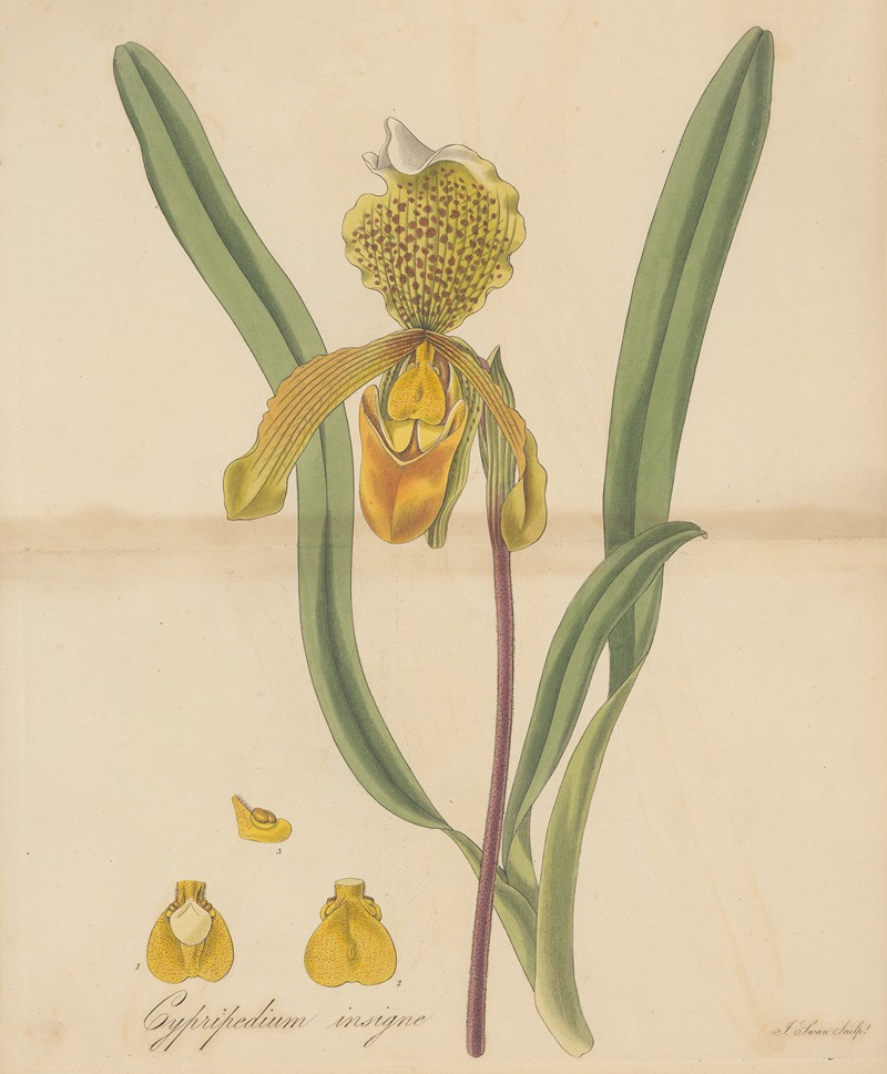 Cypripedium insigne by William Jackson Hooker, 1823 — digital art print download