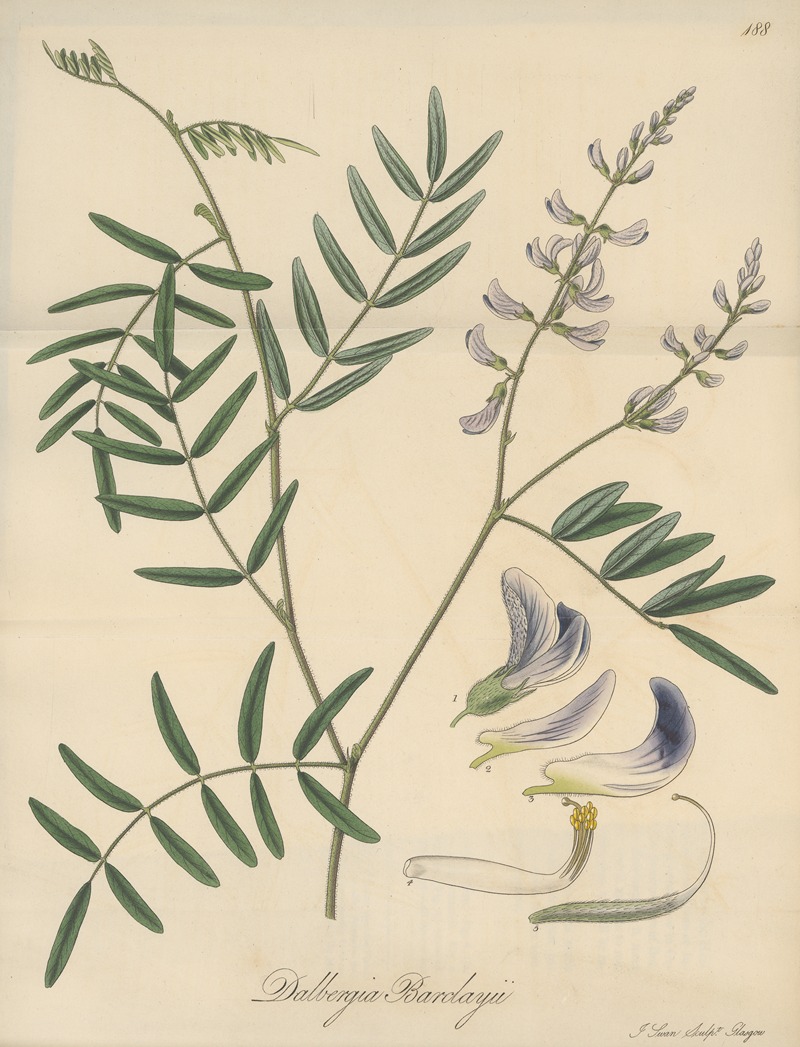Dalbergia Barclayii by William Jackson Hooker, 1823 — digital art print download