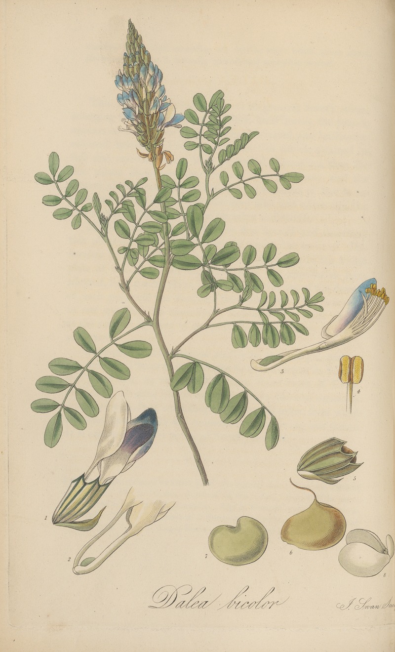 Dalea bicolor by William Jackson Hooker, 1823 — digital art print download