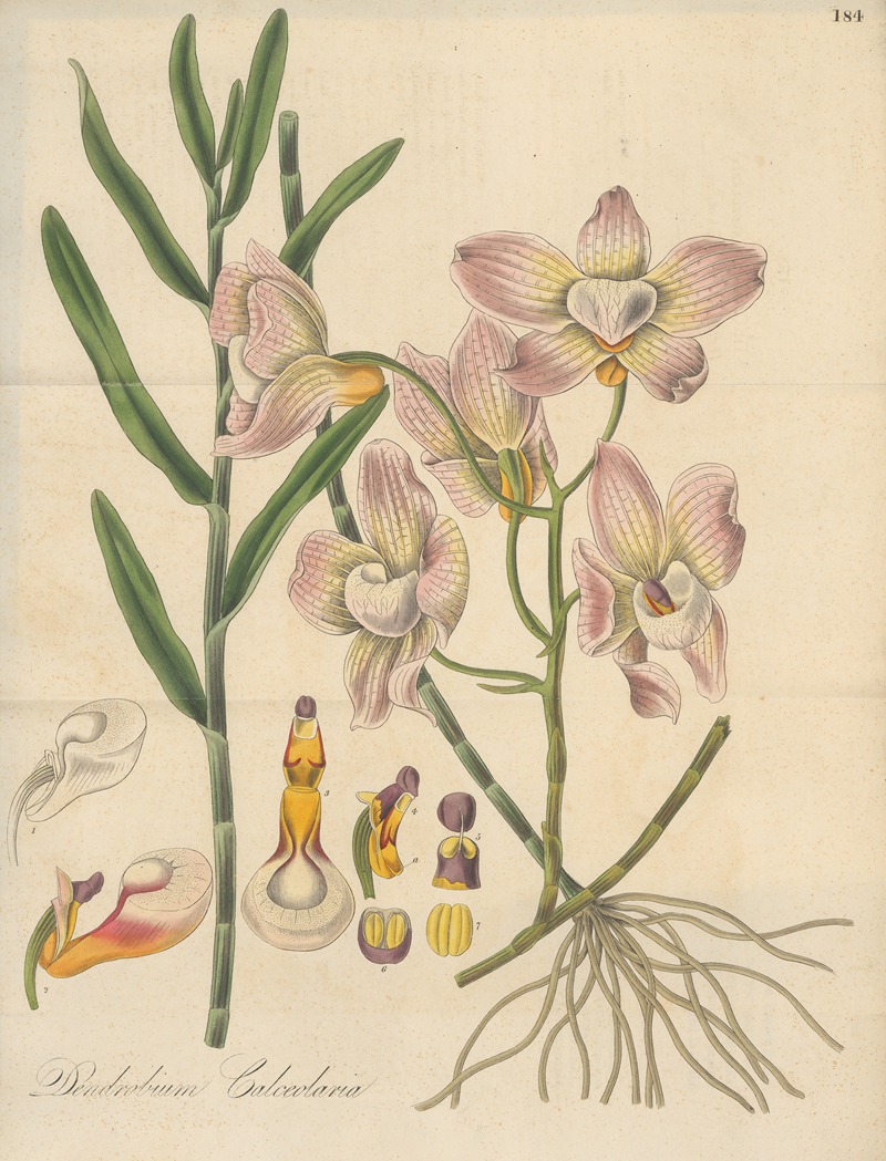 Dendrobium Calceolaria by William Jackson Hooker, 1823 — digital art print download